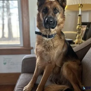 2 yr old German Shepherd