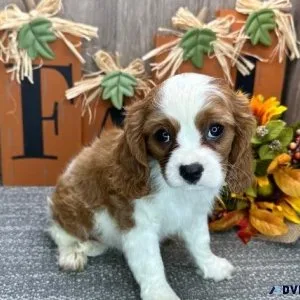 Puppy