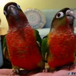 Red Factor Yellow Side Conures