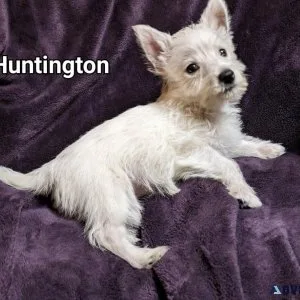 West Highland White Terrier