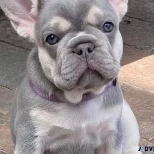 Frenchies available for sale