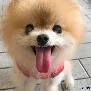 Winston purebred
