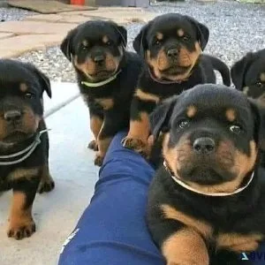 Nice Rottweiler puppies for sale