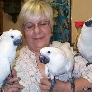 Friendly Umbrella Cockatoos with accessories for sale.