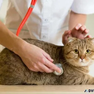 Keeping Your Cat Warm and Purring - Vet Clinic in Leonardtown MD