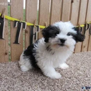 Gorgeous AKC Havanese puppies For Sale