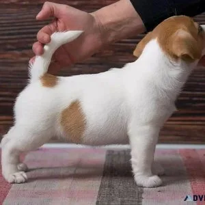 Jack Russell Terrier Puppies