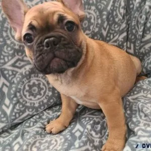 Bear Red Fawn with black mask Male Frenchie Puppy. 300