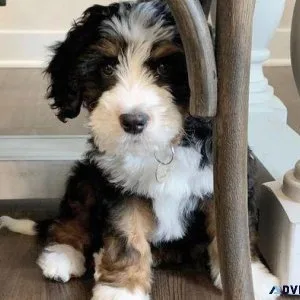 Bernedoodle F1B