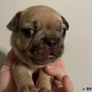 AKC reg French Bulldog pups
