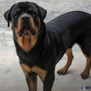 AKC Registered Male Rottweiler - Stud (Zephyrhills)