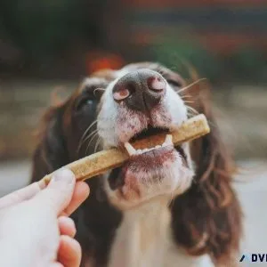 Fall Dog Treats - Vet Clinic in Floyds Knob IN