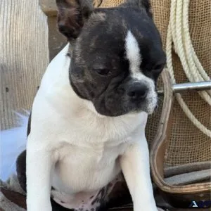 Boston Terrier