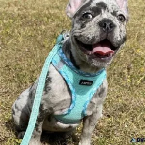 Elite exotic bully