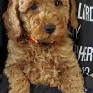 GOLDENDOODLE F1B MINI