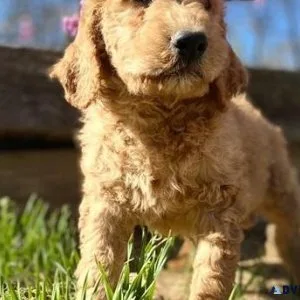 AKC Goldendoodle Puppies for sale.