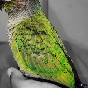 Green Cheek Conure