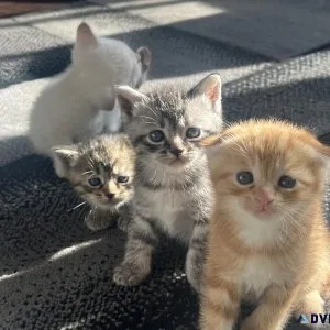 Scottish Fold and Straight Kittens