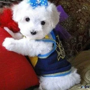 Beautiful Maltese Puppies Available Now