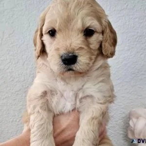 Golden Doodle Puppies