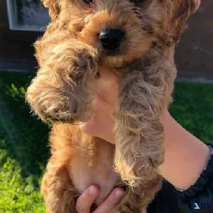 Cockapoo Puppies For Sale Now