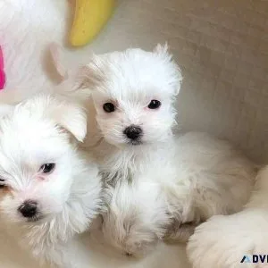 Outstanding Purebreed Little Maltese Pups