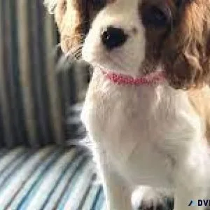 Cavalier King Charles