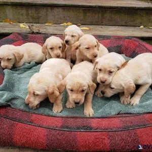 AKC Yellow Labrador Puppies
