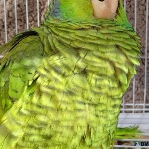 Liliac Crowned Amazon Parrot