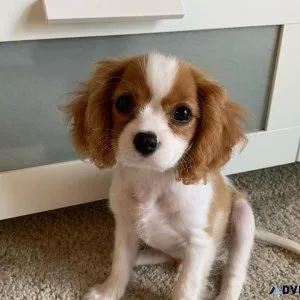 Adorable Cavalier King Charles Puppies For Sale