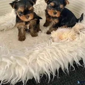 teacup yorkie puppy breeders near me