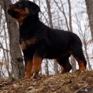 muted every German rottweiler puppies for Sale