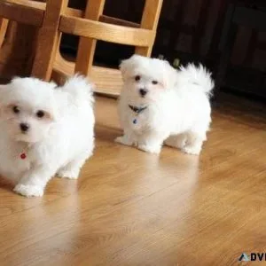 Gorgeous Maltese Puppies