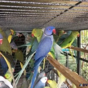 Blue and White Indian Ringneck Parakeet