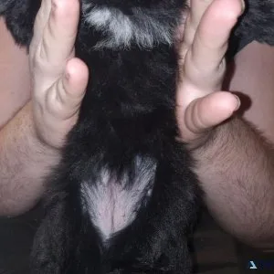 12.week old yorkipoo puppie