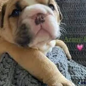 English Bulldogs
