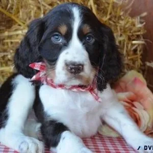 Beautiful English Springer Spaniel Puppies.