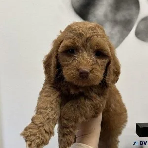 6 stunning cockapoo puppies for sale
