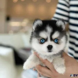 Stunining Blue Eyes Siberian Husky Puppies For Sale