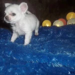 Long Coat Teacup  Chihuahua Puppies