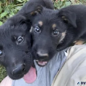 AKC German Shepherd Pups