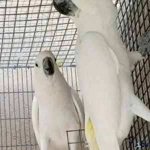 Sulpher Crested Cockatoo