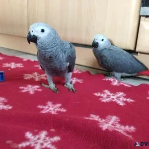 Beautiful African Grey Parrots Congos for Sale