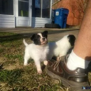 Adorable Papillon puppies