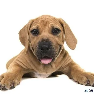 Dogs sale