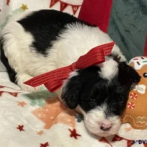 Sheepadoodle puppies for sale