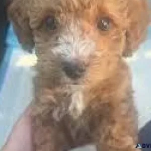 Mini toy poodle