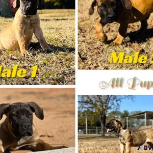 Boerboel Puppies (Top Bloodlines)