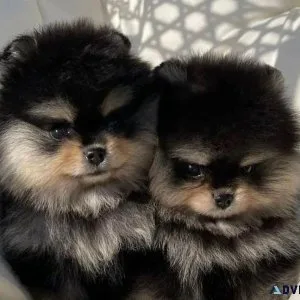 Pomeranian Puppies For Sale