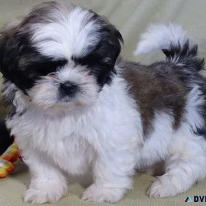 Well Trained Shih tzu puppies